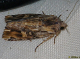Callixena versicolora
